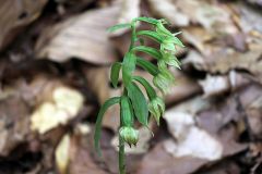 Epipactis persica subsp. gracilis (B. Baumann & H. Baumann) W. Rossi