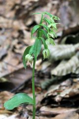 Epipactis persica subsp. gracilis (B. Baumann & H. Baumann) W. Rossi