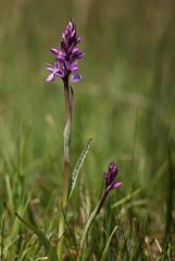 Dactylorhiza traunsteineri (Saut. ex Rchb.) Soò