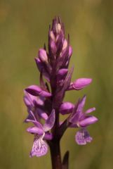 Dactylorhiza traunsteineri (Saut. ex Rchb.) Soò