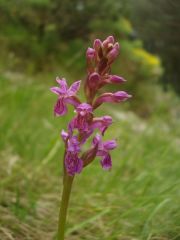 Dactylorhiza lapponica subsp. rhaetica H.Baumann & Lorenz