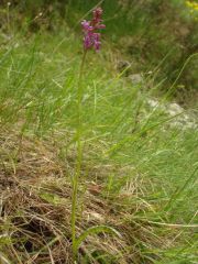 Dactylorhiza lapponica subsp. rhaetica H.Baumann & Lorenz