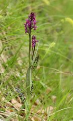 Dactylorhiza lapponica subsp. rhaetica H.Baumann & Lorenz