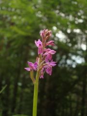 Dactylorhiza lapponica subsp. rhaetica H.Baumann & Lorenz