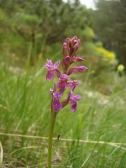 Dactylorhiza lapponica subsp. rhaetica H.Baumann & Lorenz