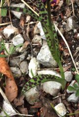 Dactylorhiza lapponica subsp. rhaetica H.Baumann & Lorenz