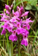 Dactylorhiza lapponica subsp. rhaetica H.Baumann & Lorenz