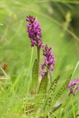 Dactylorhiza lapponica subsp. rhaetica H.Baumann & Lorenz