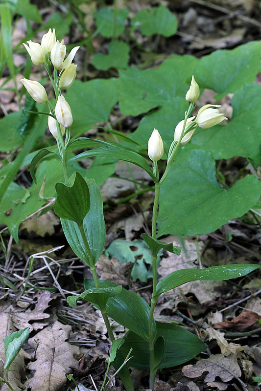 Cephalanthera damasonium (Miller) Druce