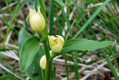 Cephalanthera damasonium (Miller) Druce