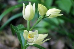 Cephalanthera damasonium (Miller) Druce