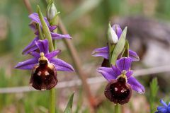 Ophrys argolica subsp. biscutella (O. Danesch & E. Danesch) Kreutz