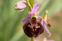 Ophrys argolica subsp. biscutella (O. Danesch & E. Danesch) Kreutz