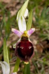 Ophrys argolica subsp. biscutella (O. Danesch & E. Danesch) Kreutz