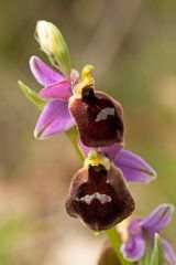 Ophrys argolica subsp. biscutella (O. Danesch & E. Danesch) Kreutz