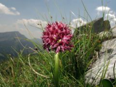 Nigritella nigra subsp. austriaca Teppner & E. Klein