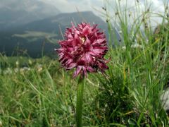 Nigritella nigra subsp. austriaca Teppner & E. Klein