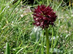 Nigritella nigra subsp. austriaca Teppner & E. Klein