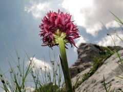 Nigritella nigra subsp. austriaca Teppner & E. Klein