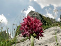 Nigritella nigra subsp. austriaca Teppner & E. Klein