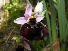 Ophrys holosericea subsp. chestermanii J.J. Wood