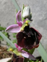 Ophrys holosericea subsp. chestermanii J.J. Wood