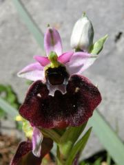 Ophrys holosericea subsp. chestermanii J.J. Wood