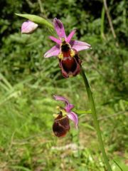 Ophrys panattensis Scrugli, Cogoni & Pessei