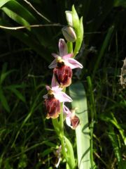 Ophrys panattensis Scrugli, Cogoni & Pessei