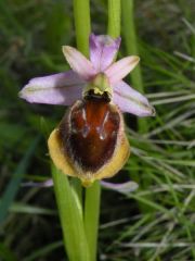 Ophrys panattensis Scrugli, Cogoni & Pessei