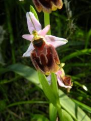 Ophrys panattensis Scrugli, Cogoni & Pessei