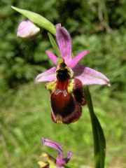 Ophrys panattensis Scrugli, Cogoni & Pessei