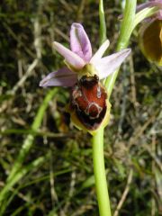 Ophrys panattensis Scrugli, Cogoni & Pessei