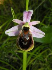 Ophrys panattensis Scrugli, Cogoni & Pessei