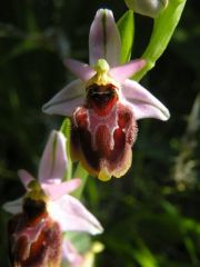 Ophrys panattensis Scrugli, Cogoni & Pessei