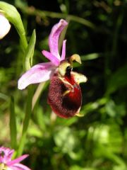 Ophrys panattensis Scrugli, Cogoni & Pessei