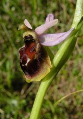 Ophrys panattensis Scrugli, Cogoni & Pessei