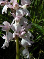 Orchis mascula (L.) L. subsp. ichnusae Corrias