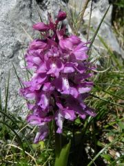 Orchis mascula (L.) L. subsp. ichnusae Corrias