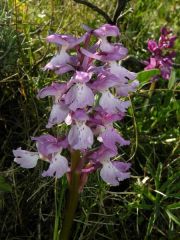 Orchis mascula (L.) L. subsp. ichnusae Corrias