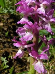 Orchis mascula (L.) L. subsp. ichnusae Corrias