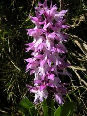 Orchis mascula (L.) L. subsp. ichnusae Corrias