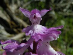 Orchis mascula (L.) L. subsp. ichnusae Corrias