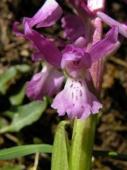 Orchis mascula (L.) L. subsp. ichnusae Corrias