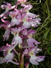 Orchis mascula (L.) L. subsp. ichnusae Corrias