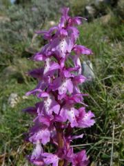 Orchis mascula (L.) L. subsp. ichnusae Corrias