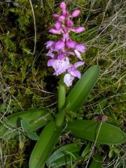 Orchis mascula (L.) L. subsp. ichnusae Corrias