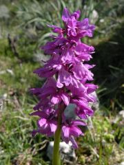 Orchis mascula (L.) L. subsp. ichnusae Corrias