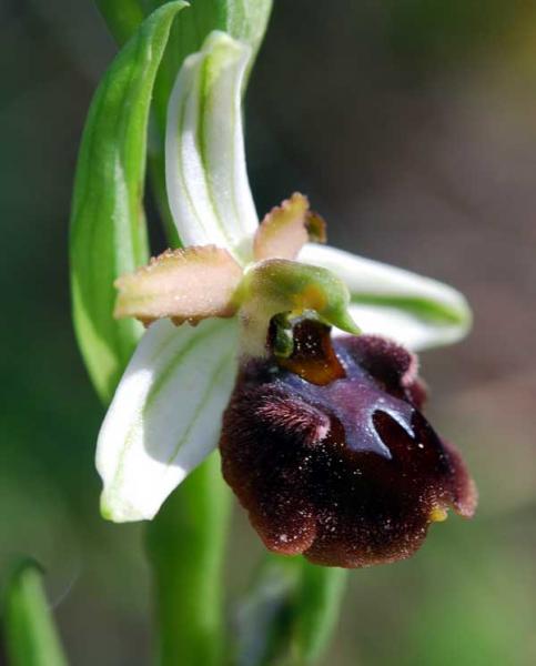 Ophrys sphegodes subsp. panormitana (Tod.) Kreutz