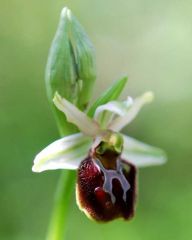 Ophrys sphegodes subsp. panormitana (Tod.) Kreutz